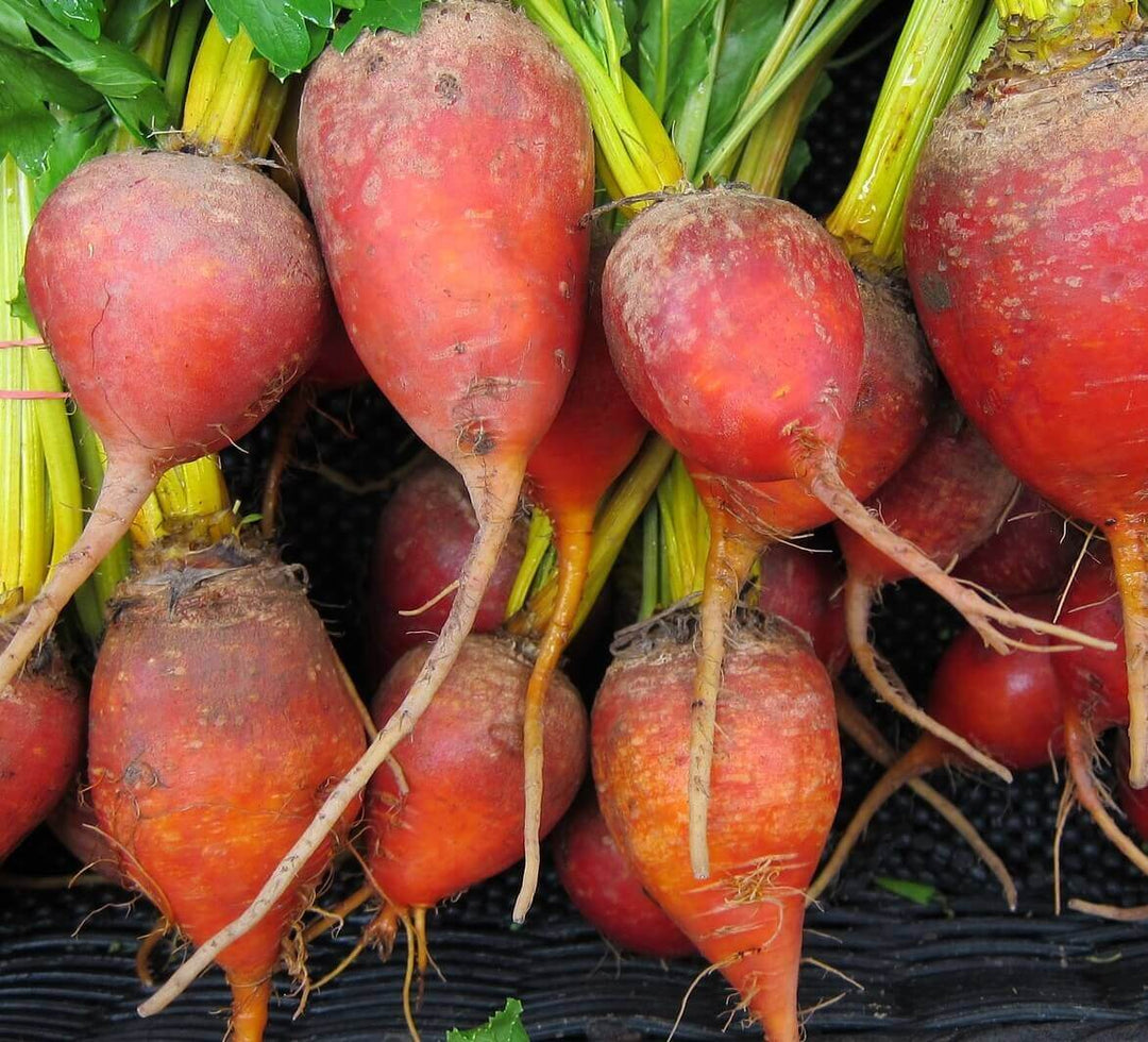 Beet Golden - Ontario Seed Company