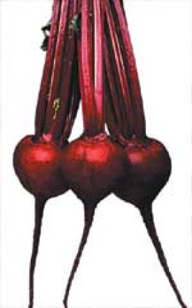 Beet Red Ace - Ontario Seed Company