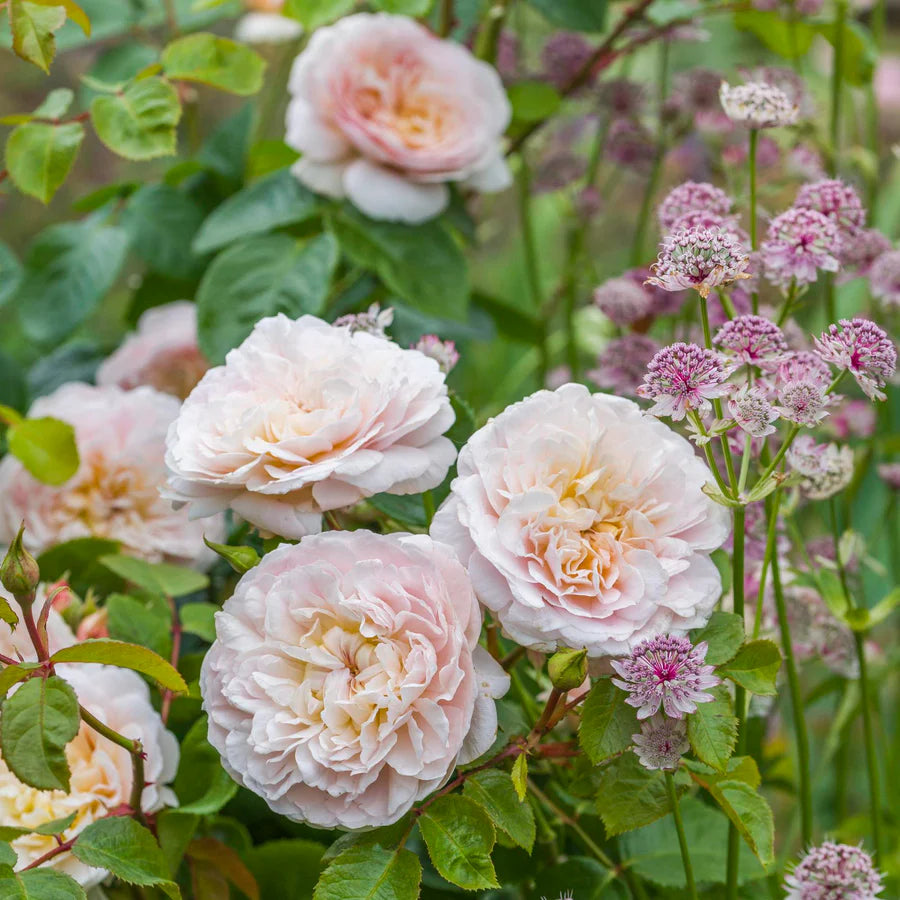 Emily Bronte - David Austin Rose