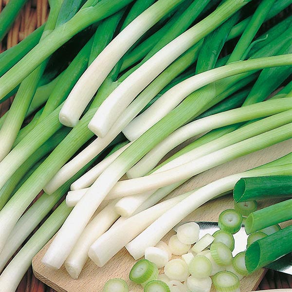 Onion (Green) Ishikura - Mr. Fothergill's Seeds