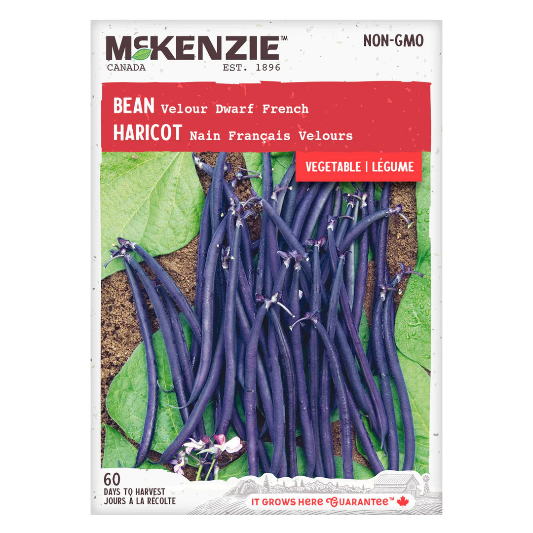 Bean Velour Dwarf French Bush - McKenzie Seeds