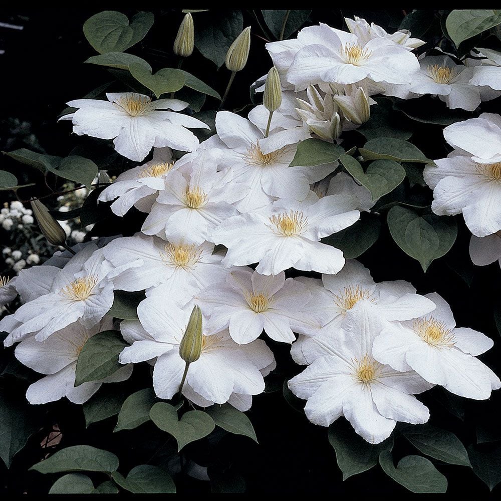 Clematis Candida