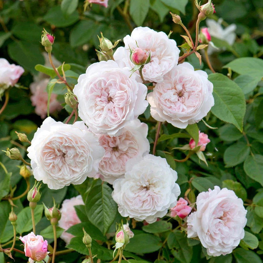 The Albrighton Rambler - David Austin Rose