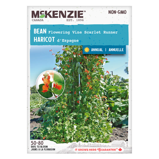 Bean Flowering Vine Scarlet Runner - McKenzie Seeds