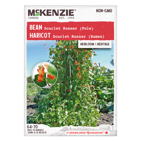 Bean Scarlet Runner Pole - McKenzie Seeds