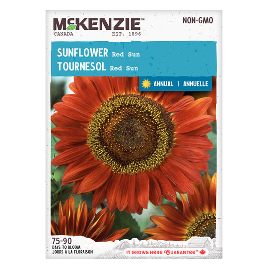 Sunflower Red Sun - McKenzie Seeds