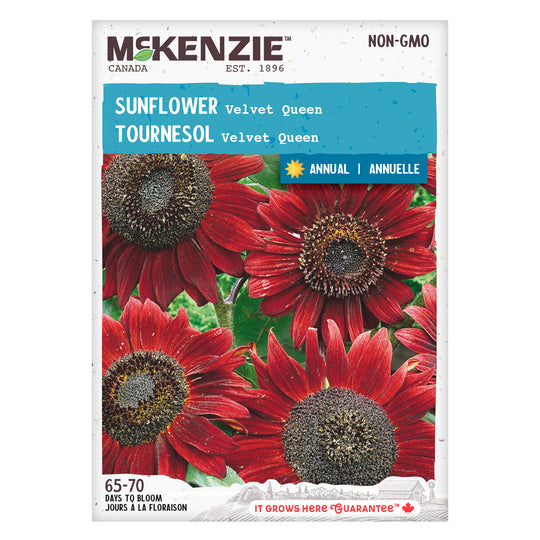 Sunflower Velvet Queen - McKenzie Seeds