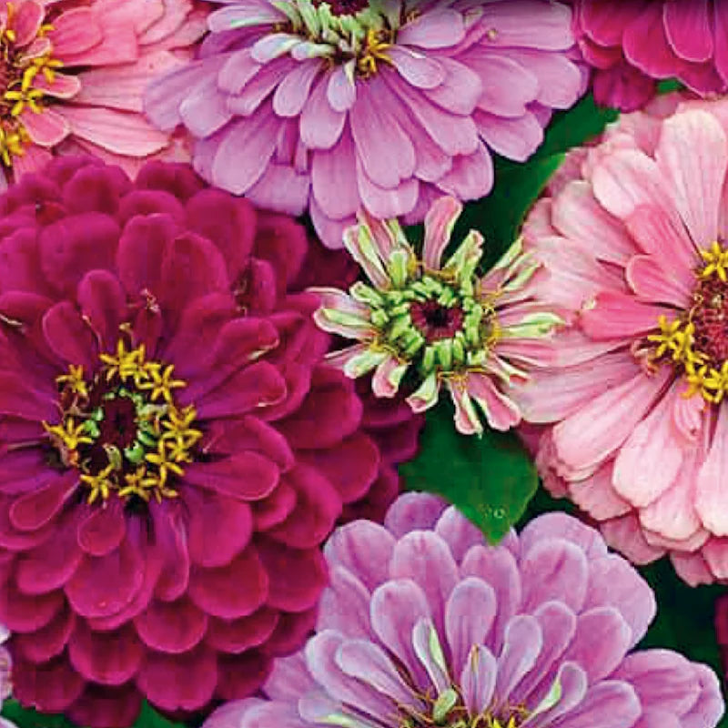 Zinnia Art Deco - McKenzie Seeds