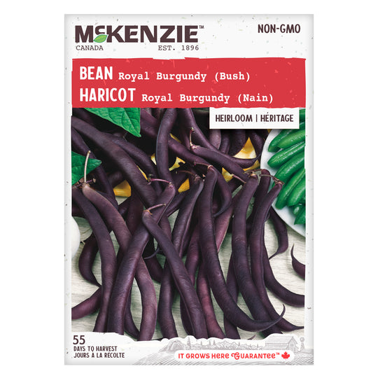 Bean Royal Burgundy Bush - McKenzie Seeds