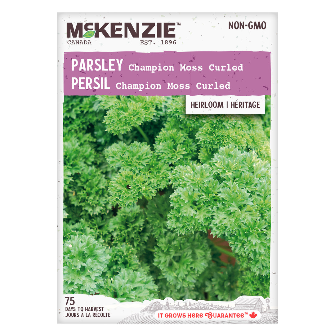 Parsley Champion Moss Curled - McKenzie Seeds