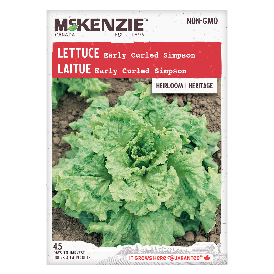 Lettuce Early Curled Simpson - McKenzie Seeds