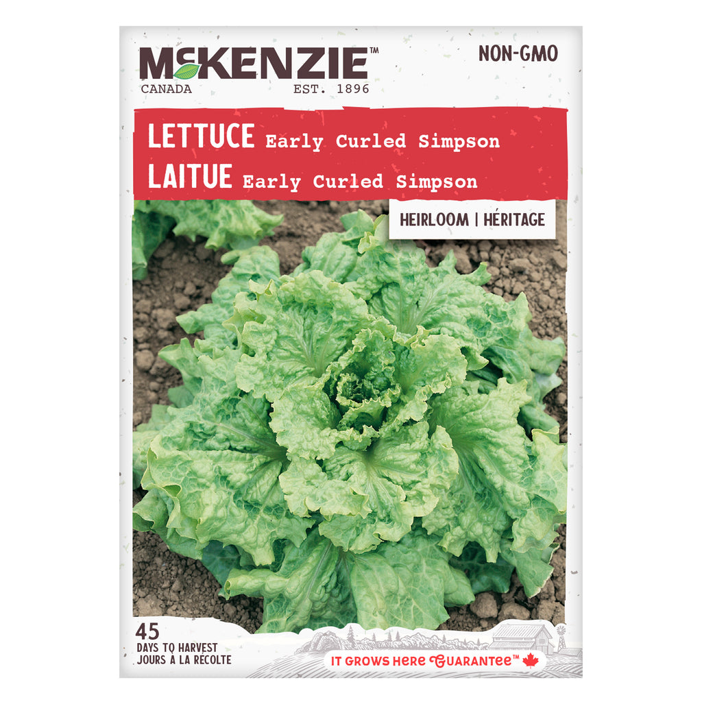 Lettuce Early Curled Simpson - McKenzie Seeds – Wildwood Outdoor