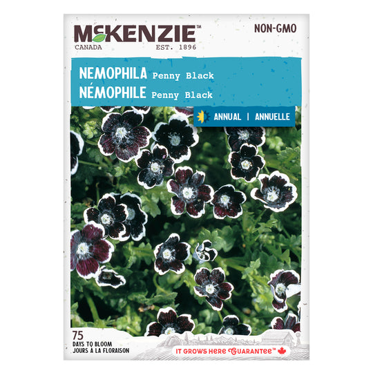 Nemophila Penny Black - McKenzie Seeds