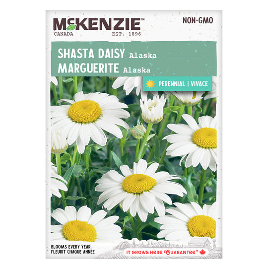 Shasta Daisy Alaska - McKenzie Seeds