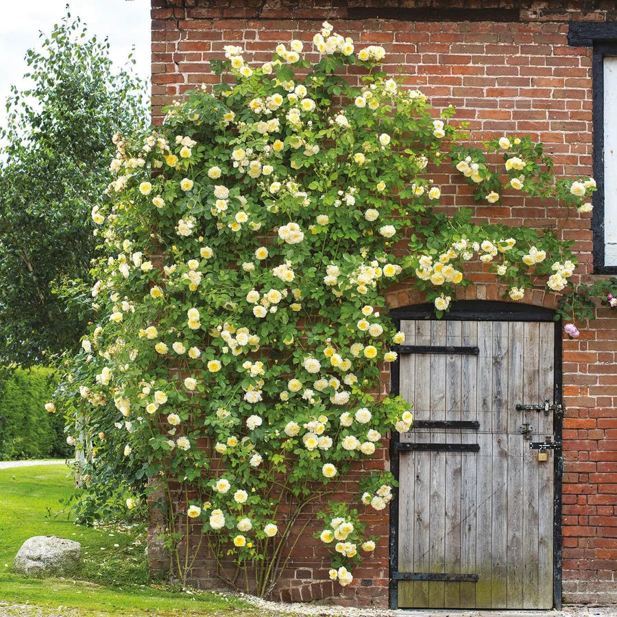The Pilgrim - David Austin Rose