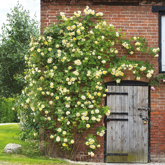 The Pilgrim - David Austin Rose