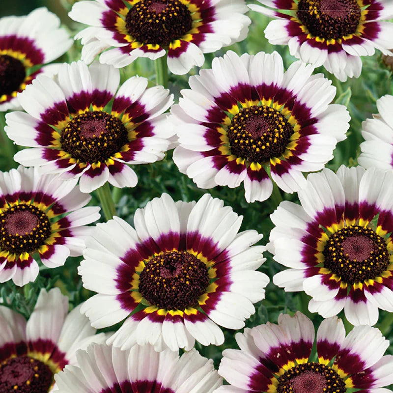 Chrysanthemum Bright Eye - McKenzie Seeds