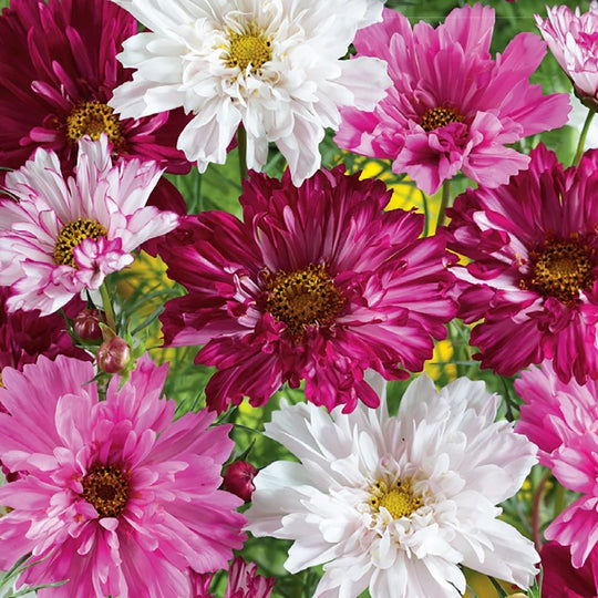 Cosmos Double Click - McKenzie Seeds