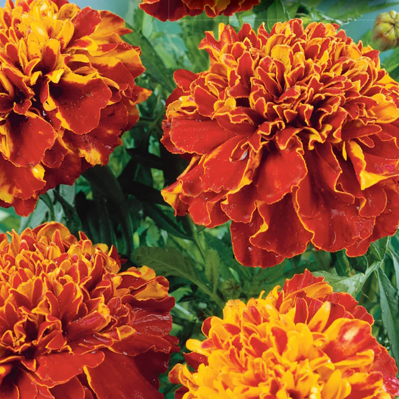 Marigold French Double Dwarf - McKenzie Seeds