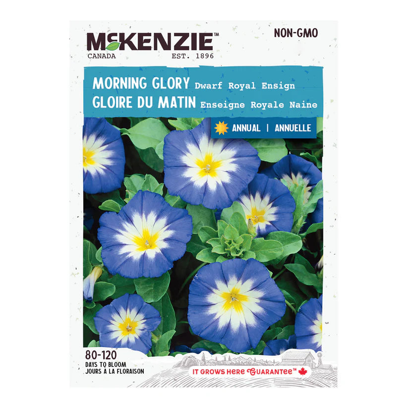 Morning Glory Dwarf Royal Ensign - McKenzie Seeds