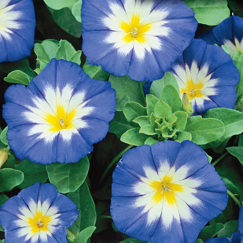 Morning Glory Dwarf Royal Ensign - McKenzie Seeds