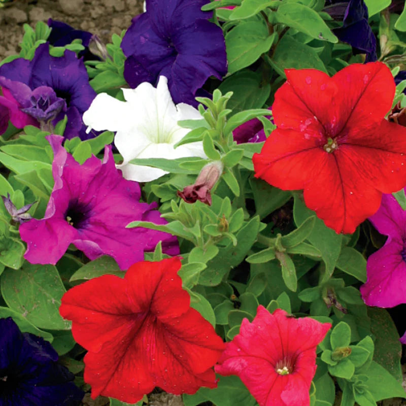 Petunia Dwarf Bedding Mix - McKenzie Seeds