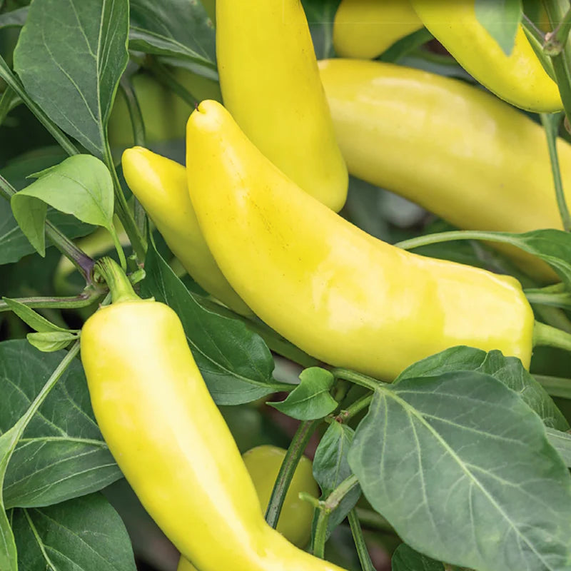 Pepper Hungarian Yellow Hot Wax - McKenzie Seeds