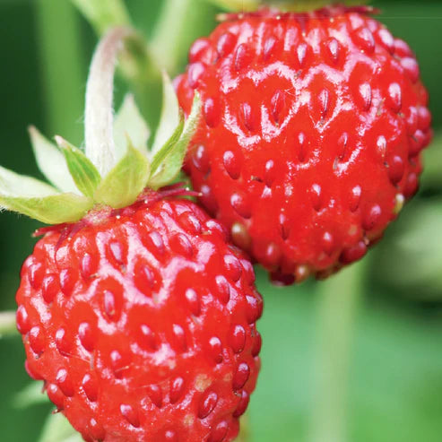 Strawberry Alpine - McKenzie Seeds