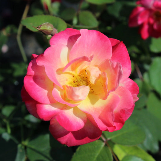 Campfire - Cold Hardy Rose