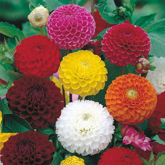 Dahlia Pompon Mixed - Mr. Fothergill's Seeds