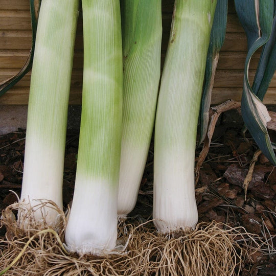 Leek Musselburgh -  Mr Fothergill's Seeds