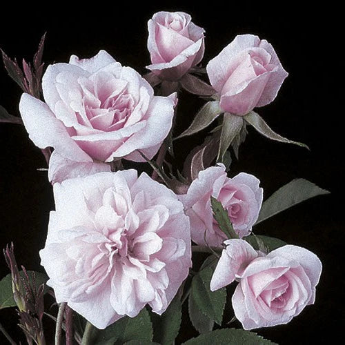 Cecile Brunner - Weeks Rose