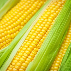 Sweet Corn Golden Bantam - Ontario Seed Company