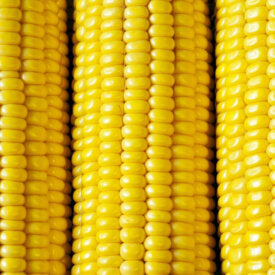 Corn Sweet Sunnyvee - Ontario Seed Company