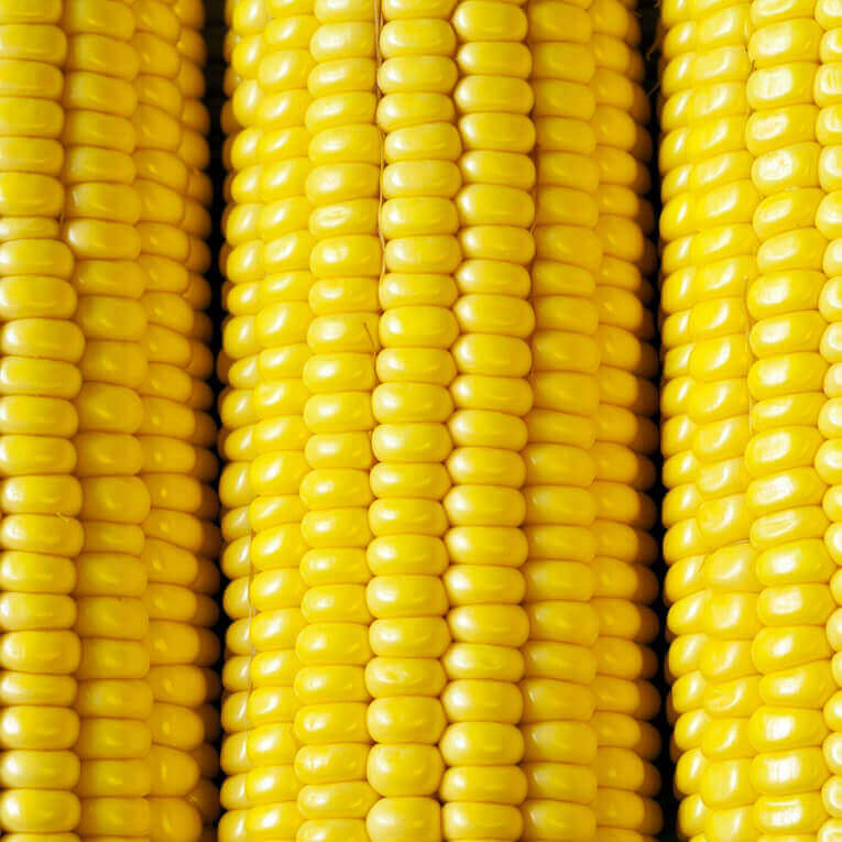 Sweet Corn Sunnyvee Jumbo - Ontario Seed Company
