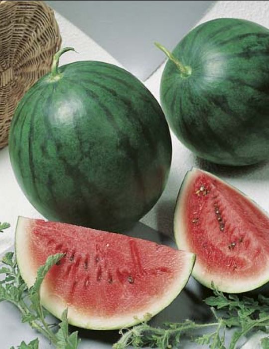 Watermelon Sugar Baby - Mr. Fothergill's Seeds