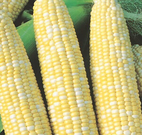 Sweet Corn Peaches and Cream Jumbo - Ontario Seed Company