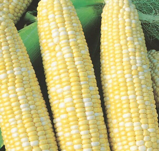 Sweet Corn Peaches and Cream Jumbo - Ontario Seed Company