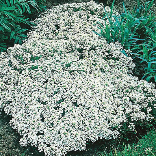 Alyssum Carpet of Snow - Mr. Fothergill's Seeds