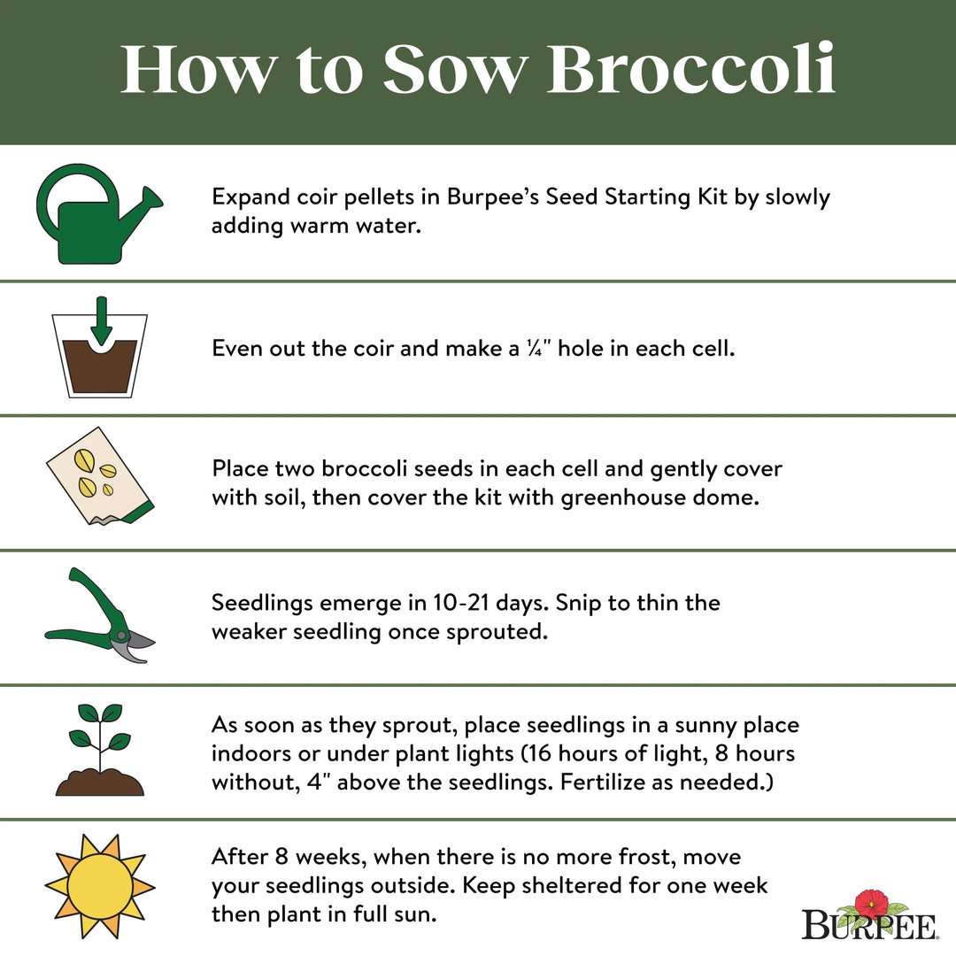 Broccoli Sun King Hybrid - Burpee Seeds