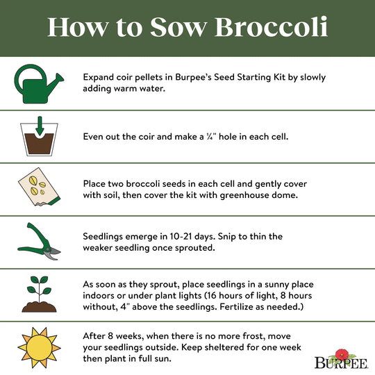 Broccoli Sun King Hybrid - Burpee Seeds