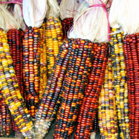 Corn Ornamental Colour Mix - Ontario Seed Company