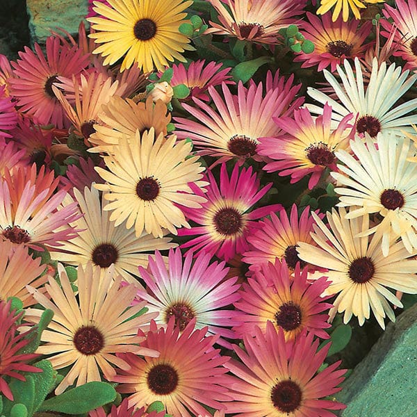 Mesembryanthemum Livingstone Daisy Mixed - Mr. Fothergill's Seeds