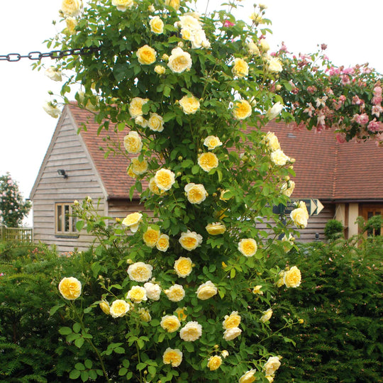 The Pilgrim - David Austin Rose