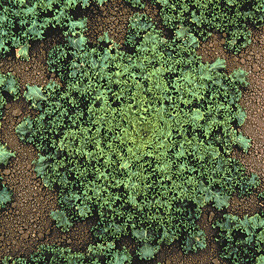 Endive Early Green Moss Curled - Ontario Seed Company