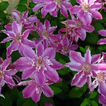 Clematis Scartho Gem