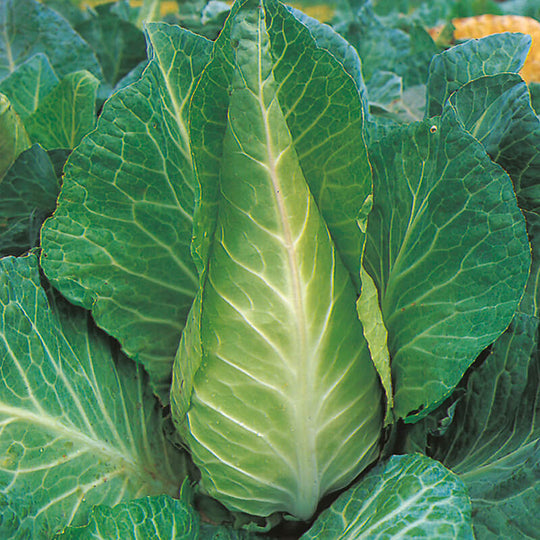 Filderkraut Cabbage -  Eagleridge Seeds