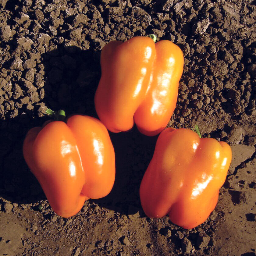Pepper Orange Sun - Ontario Seed Company