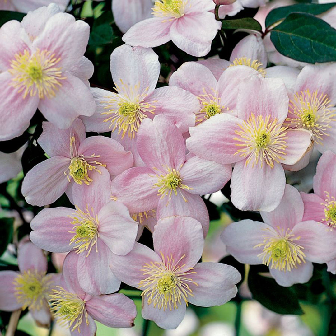Clematis Montana Pink Perfection