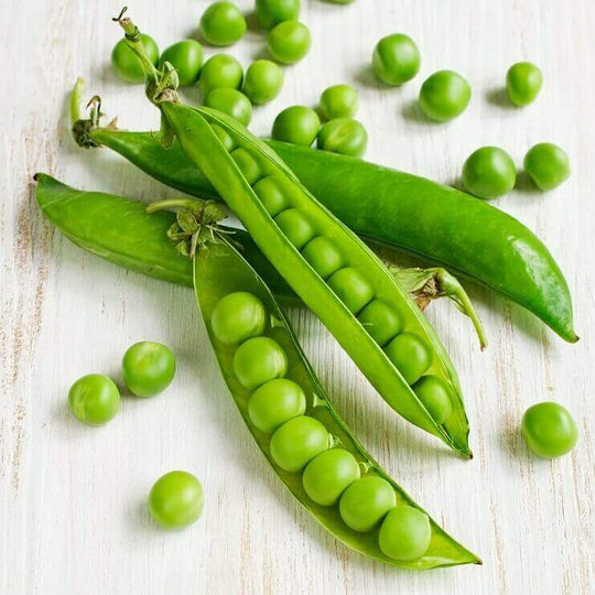 Peas Laxton's Progress No.9 Jumbo - Ontario Seed Company